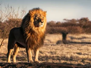 See the Big Five, plus antelopes, hippos, hyena and countless bird species with Great Holiday Escapes