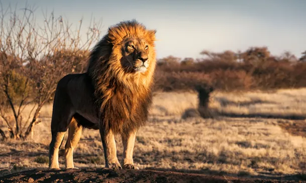 See the Big Five, plus antelopes, hippos, hyena and countless bird species with Great Holiday Escapes