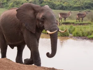 The wild beauty of Aberdare National Park with Great Holiday Escapes