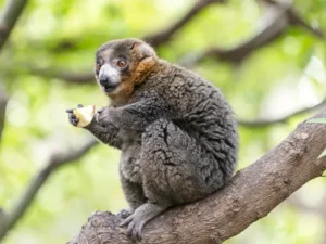 The land of the Lemur Madagascar with Great Holiday Escapes