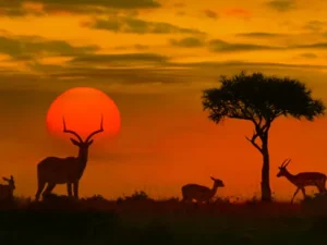 God’s Window for captivating views across a 900m gorge filled with trees, shrubs and wildlife.