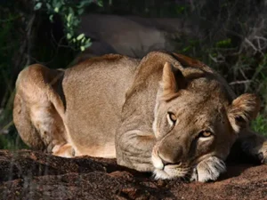 Enjoying the thrill of an African safari with Great Holiday Escapes