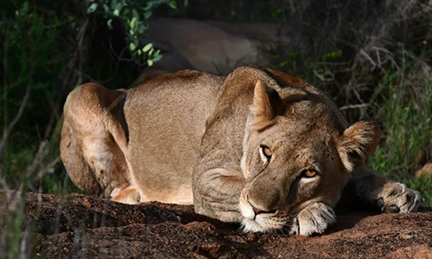 Enjoying the thrill of an African safari with Great Holiday Escapes