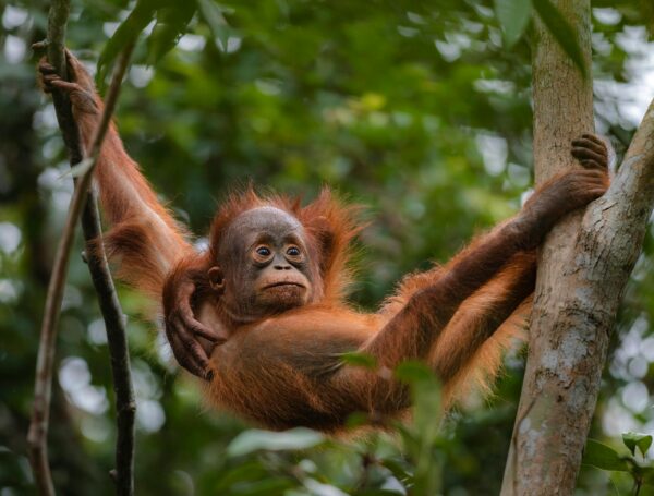 Wild Borneo ( 13 Days )